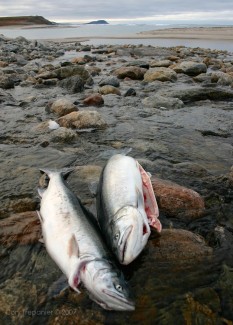 Arctic char. Like the manna from heaven in the old testament of the bible with one big difference: I never heard an Inuit once complain about the taste!