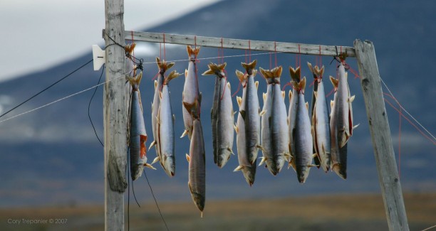 In this weather, averaging 5 to 6 degrees during the day and cooling down to about 1 or 2 at night, the fish will keep for a long time. This adds a little richness to the flavour as well.