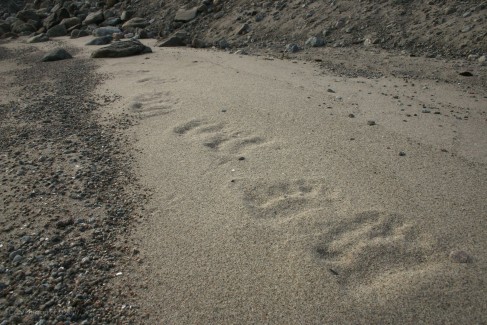 The bear went that way. We pitched our tents the other way.