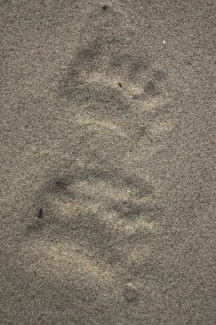 Apparently we were not the only ones who liked this camping spot. After tying off the boat, we came across these polar bear tracks, fresh from only a few hours earlier.