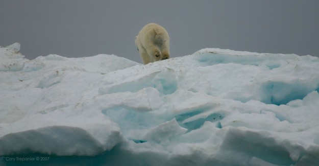 The photo that wasn't. A moment earlier this bear was facing us and standing still on the ice. A took a photo and then quickly saw that my camera's settings dial was accidental bumped to manual, and the shot was ruined. This was my recovery shot a couple of seconds later. Not quite the same.