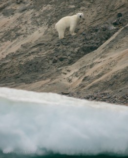 On the ride out, we hit a stretch where we saw 5 polar bears in a row, one every kilometre or two it seemed.