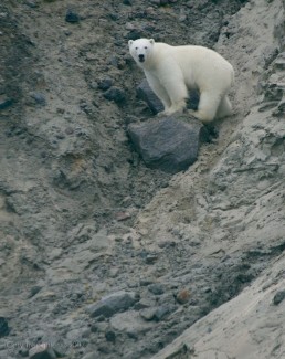 Fortunately there was one more bear, and I managed to get a decent photo to end the trip.