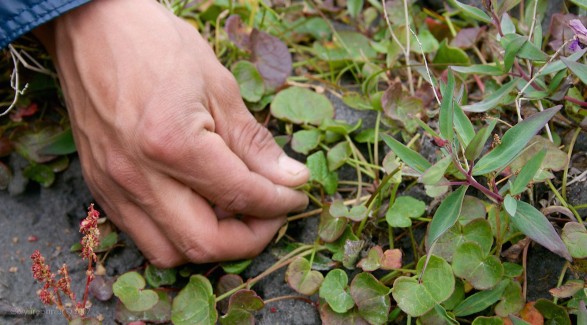 A close up of the previous photo, this edible plants is regularly eaten by the Inuit while on the land. It's leaves make a fine salad that tasted good to me.